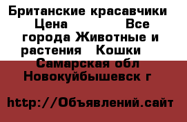 Британские красавчики › Цена ­ 35 000 - Все города Животные и растения » Кошки   . Самарская обл.,Новокуйбышевск г.